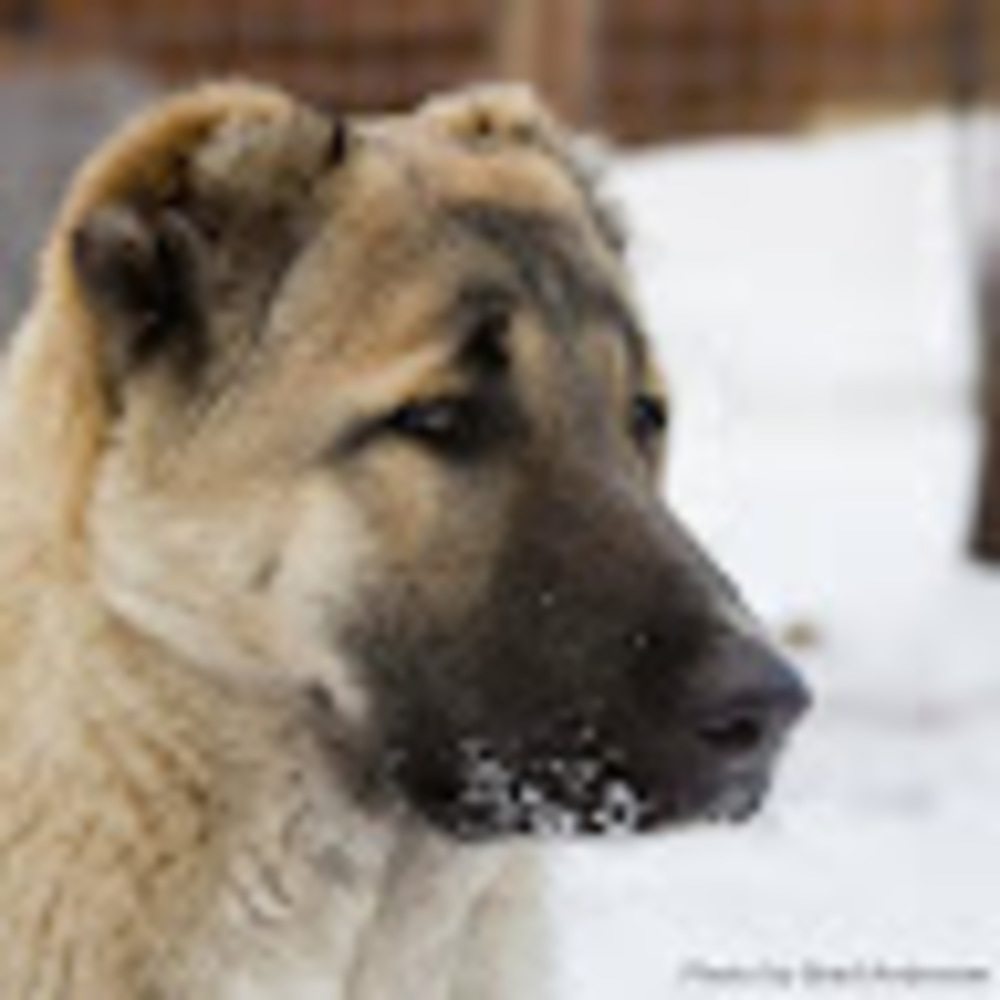 Meet your Posher, Rohana